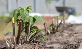 особенности посадки малины Блэк Джевел