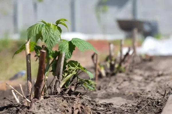 особенности посадки малины Блэк Джевел