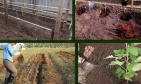 особенности посадки малины Красная Гвардия