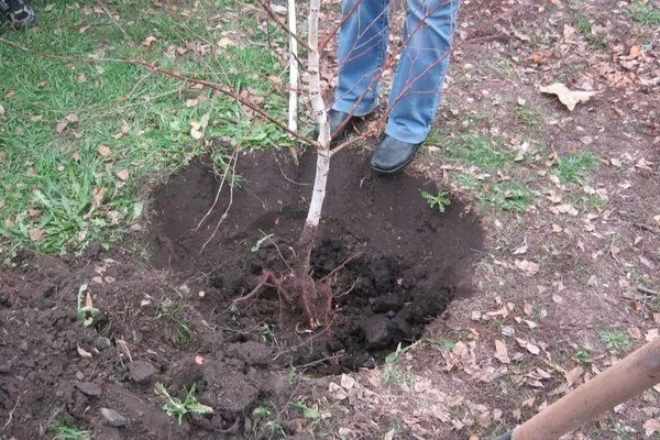 особенности посадки персика Кардинал