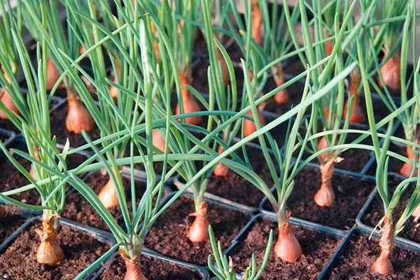 Особенности посадки Лука квочка