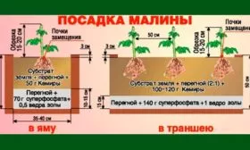 Особенности посадочных работ