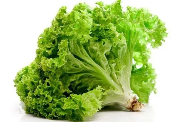 Особенности салата Экзакт