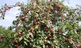 особенности сливы Память Тимирязева