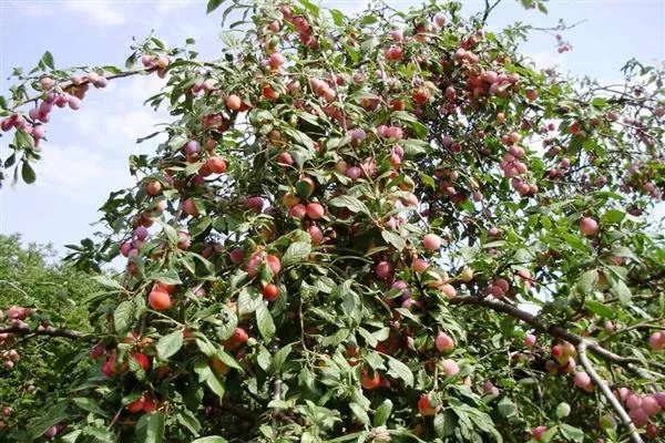 особенности сливы Память Тимирязева