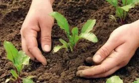 Особенности ухода за растением