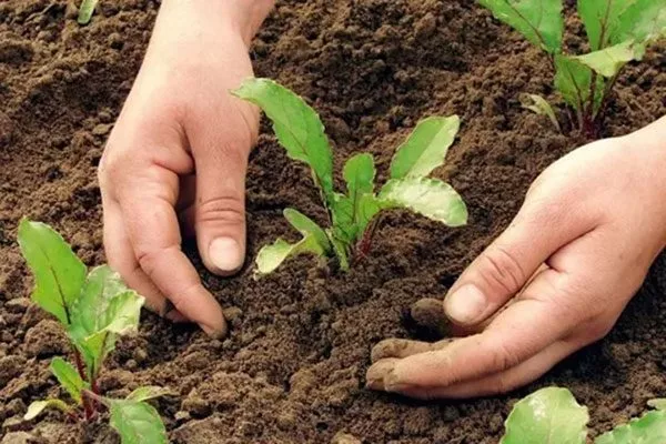 Особенности ухода за растением