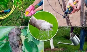 Особенности ухода за сливой Фортуна