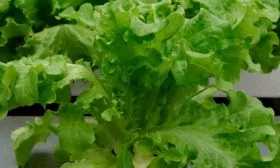 Особенности внешнего вида и вкуса