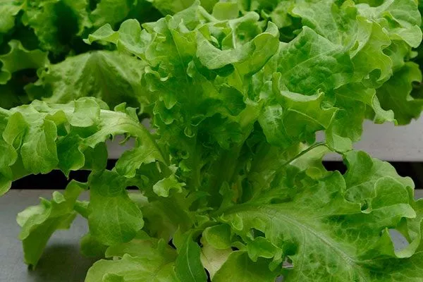 Особенности внешнего вида и вкуса