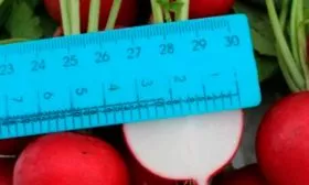 Особенности внешнего вида растения