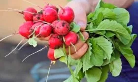 Особенности внешнего вида растения и корнеплодов