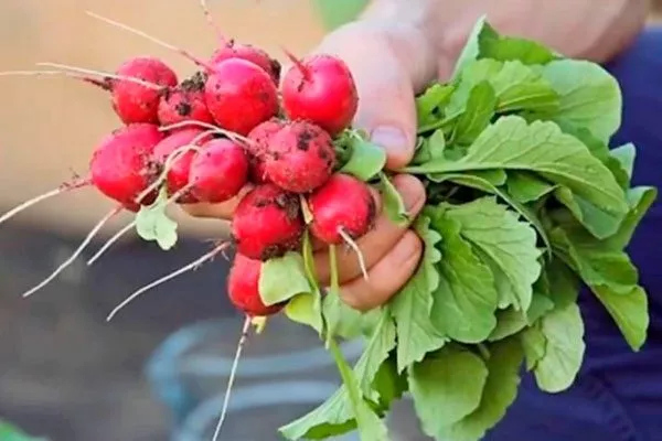 Особенности внешнего вида растения и корнеплодов