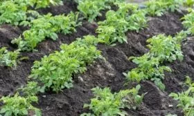 особенности выращивания картофеля Ред Фэнтези