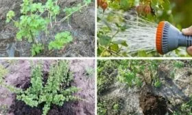 особенности выращивания крыжовника Черномор