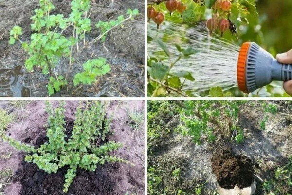 особенности выращивания крыжовника Черномор