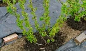 особенности выращивания крыжовника Черносливовый