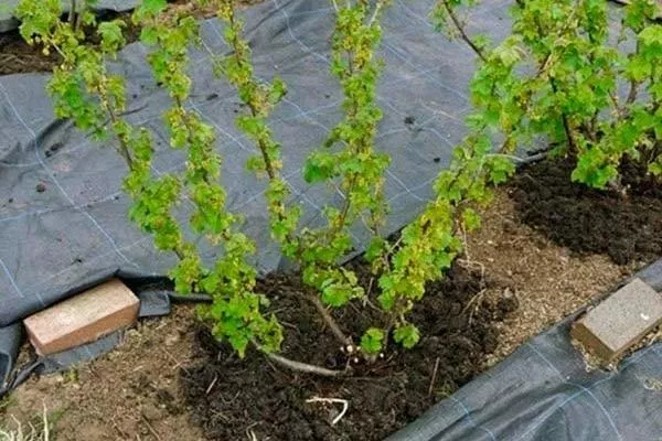 особенности выращивания крыжовника Черносливовый