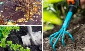 особенности выращивания крыжовника Галатея