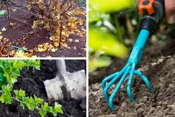 особенности выращивания крыжовника Галатея