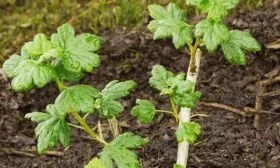 особенности выращивания крыжовника Орфей