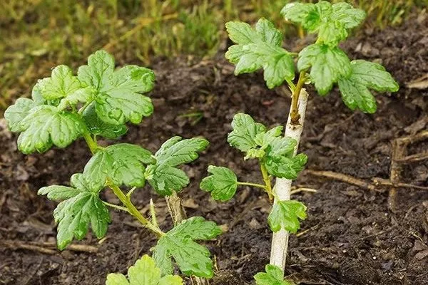 особенности выращивания крыжовника Орфей