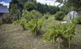 особенности выращивания крыжовника Пакс