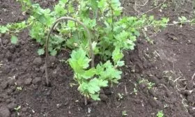 особенности выращивания крыжовника Юбилейный