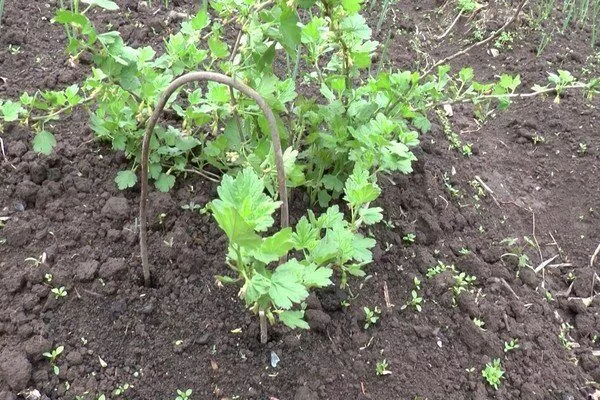 особенности выращивания крыжовника Юбилейный