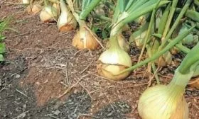 особенности выращивания лука Глобо