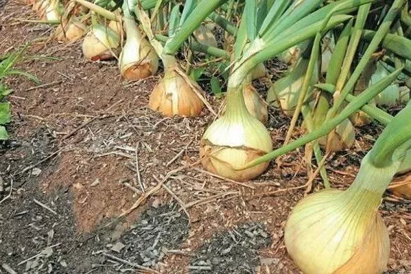 особенности выращивания лука Глобо