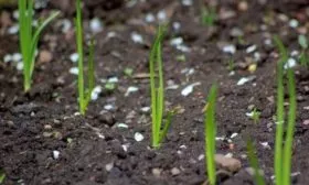 особенности выращивания лука Параде