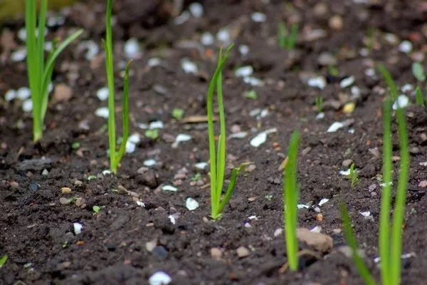 особенности выращивания лука Параде