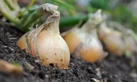 особенности выращивания лука Трой