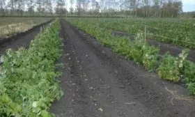 особенности выращивания малины Бригантина