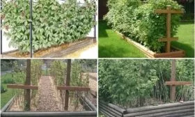 особенности выращивания малины Брянское диво