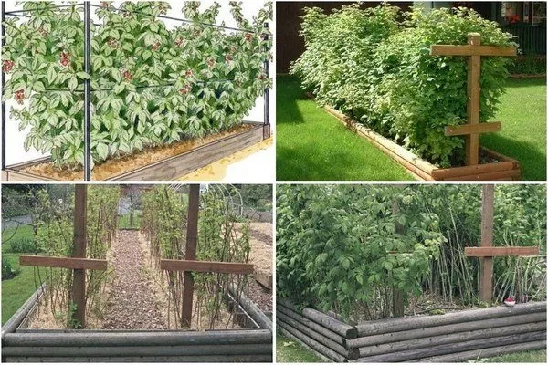 особенности выращивания малины Брянское диво