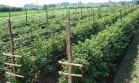 особенности выращивания малины Орбита