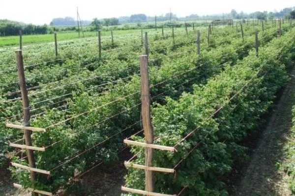 особенности выращивания малины Орбита