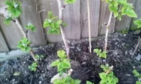 особенности выращивания малины Полана