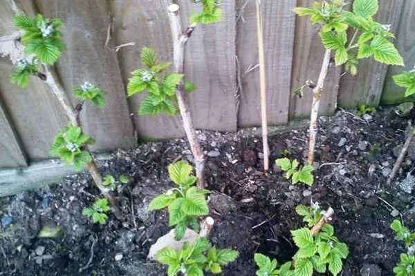 особенности выращивания малины Полана