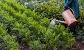 особенности выращивания моркови Болеро