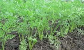 особенности выращивания моркови сорта Осенний король