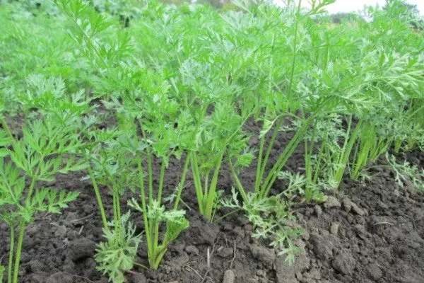 особенности выращивания моркови сорта Осенний король