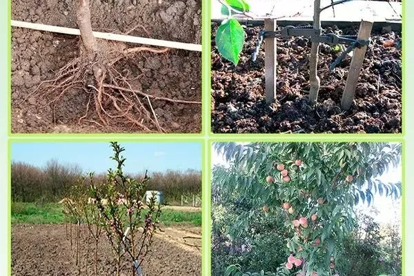 особенности выращивания персика Бельмондо