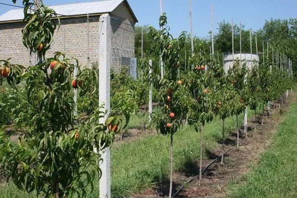 выращивание персика Сибиряк