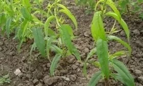 особенности выращивания персика Сказка