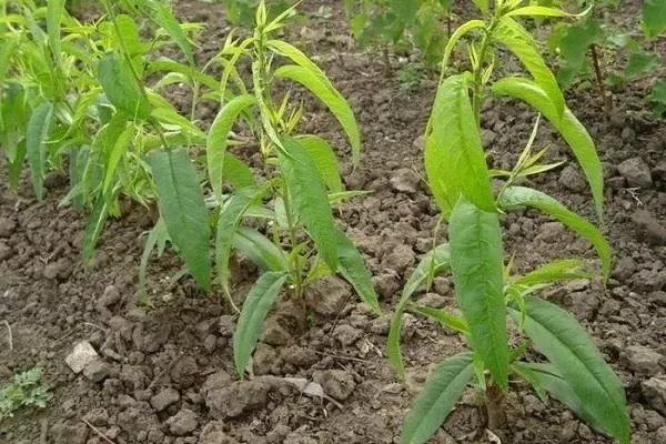 особенности выращивания персика Сказка