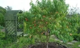 особенности выращивания персика сорта Донецкий