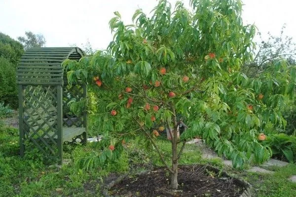 особенности выращивания персика сорта Донецкий